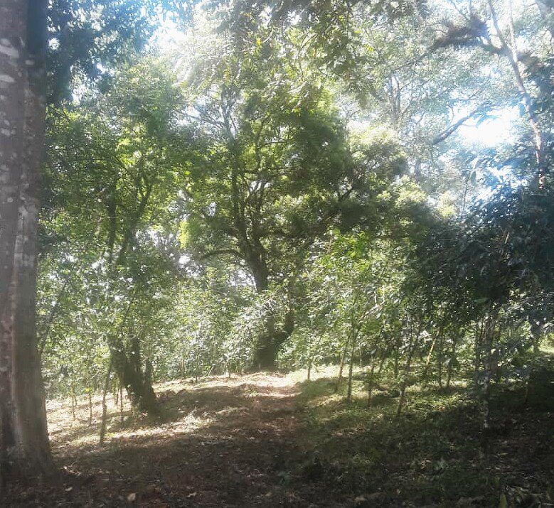 Coffee under the shadow of the forest, Tatmara farm, Bonga