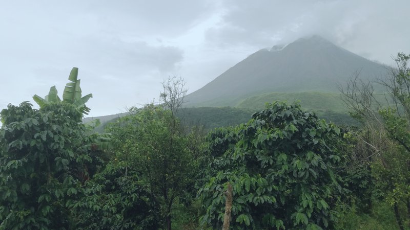 Coffee trees nearby a volcano, Sinabung, Karo, North Sumatra