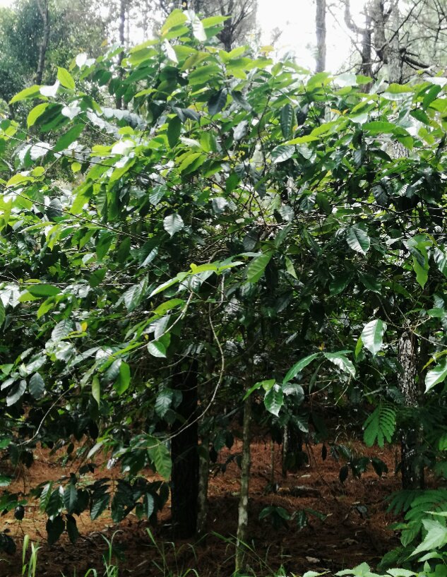 Coffee bush, Mount Puntang, West Java