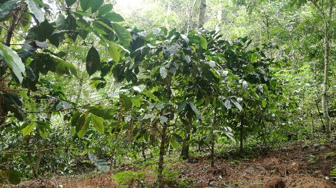 Coffee tree terraces