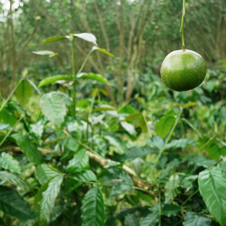 Coffee under tangerine, Bali