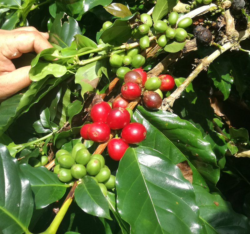 Coffee cherries ripe and unripe
