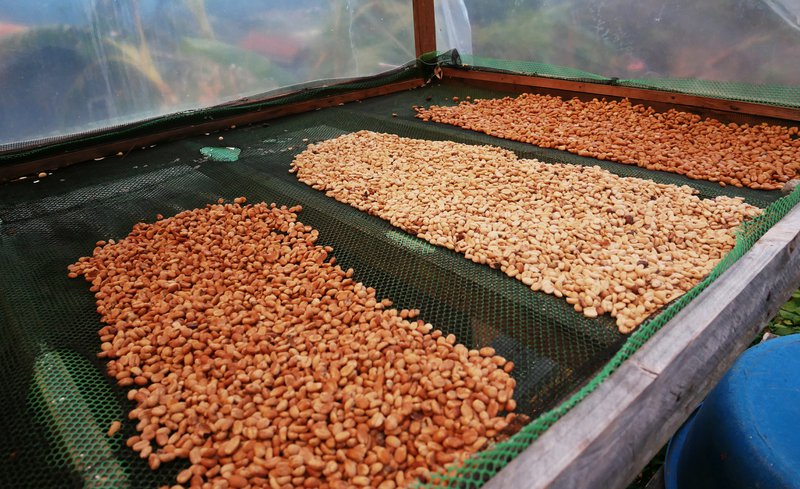 Honey process, Ola organic coffee farm, Sagada