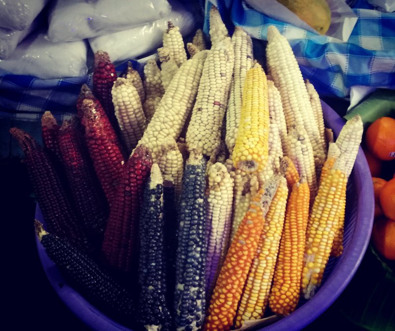multicolor corn, made in México