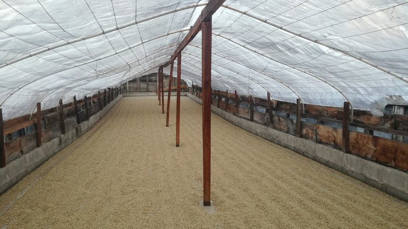 Coffee drying on patios, Finca La Bella, Coban, Guatemala