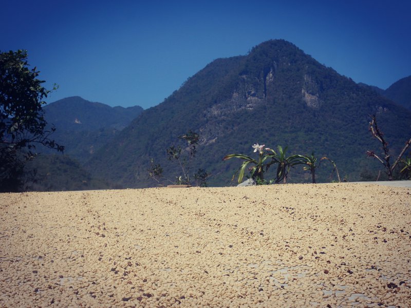 Coffee drying on patio, Zongolica, Veracruz, Mexico