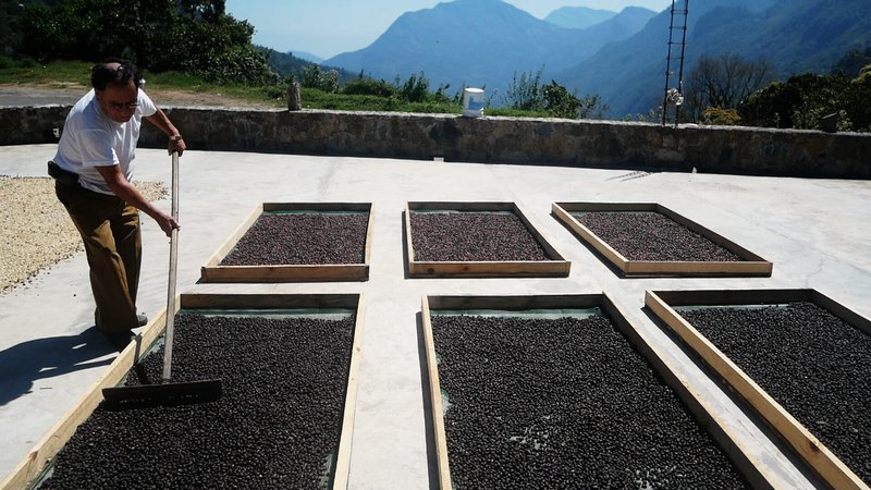 Sundried coffee process, Finca el Estrebo, Zongolica, Veracruz