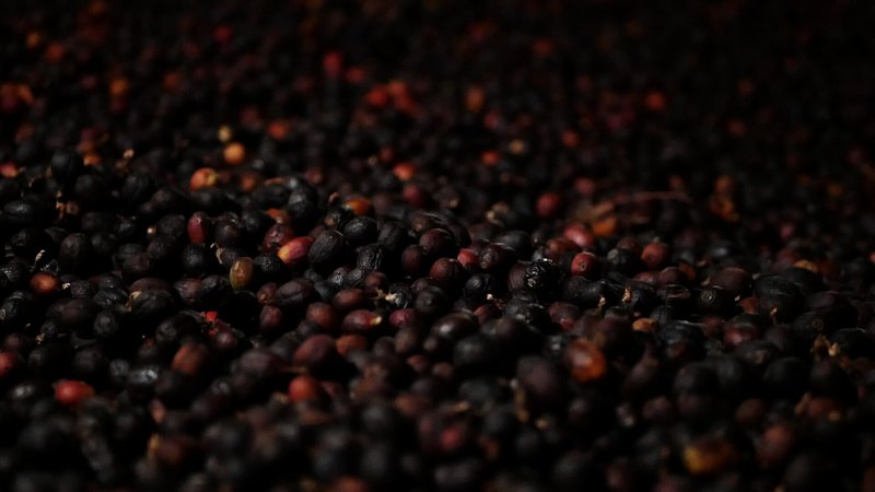 Coffee cherries under natural sundried process, Sampieri wet mill, Cordoba, Veracruz