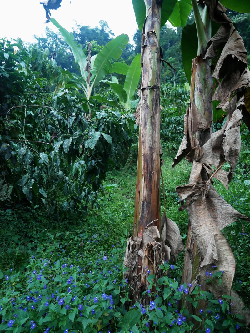 coffee and banana trees