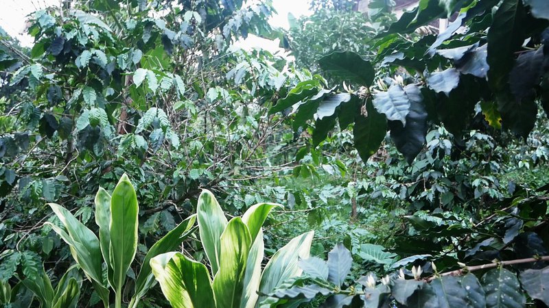 La Marina Farm, San Marcos department, Guatemala