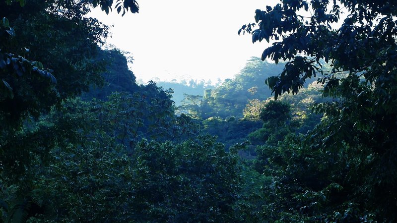 Coffee farm under forest
