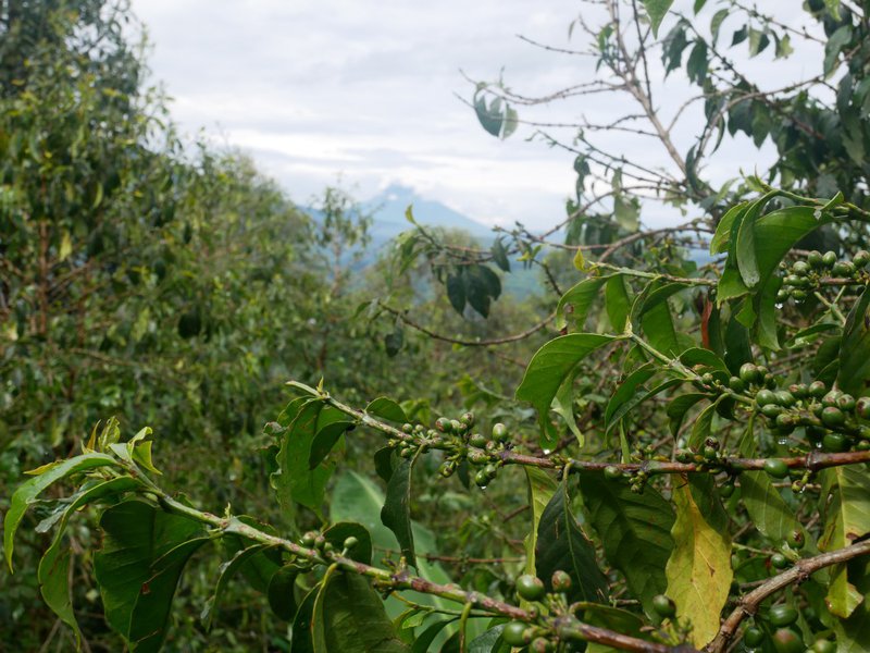 Caféier, Kisoro, Ouganda