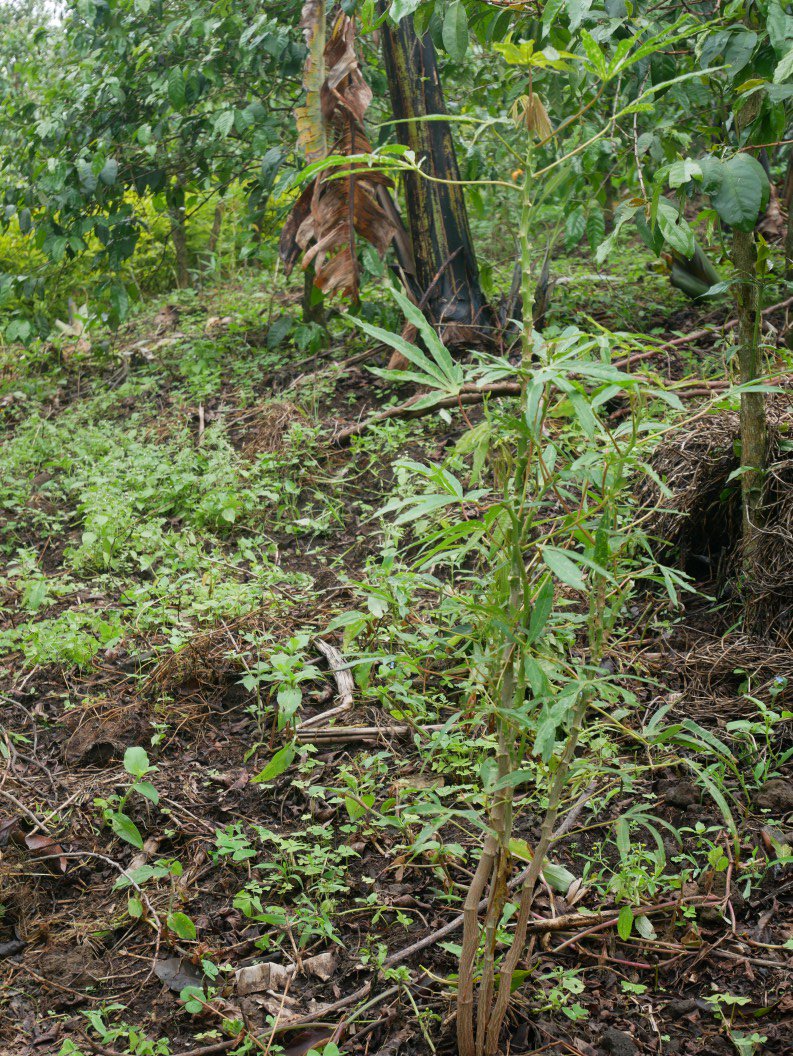 Manioc cassava plant neighbouring coffee trees