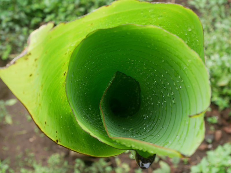 Jeune plant de Matoké voisin des caféiers