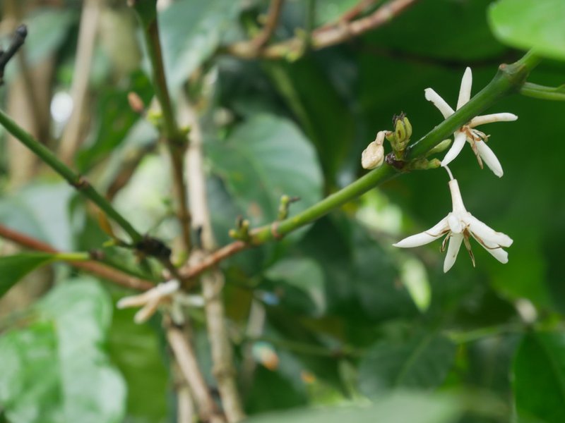 Flor de café arabica