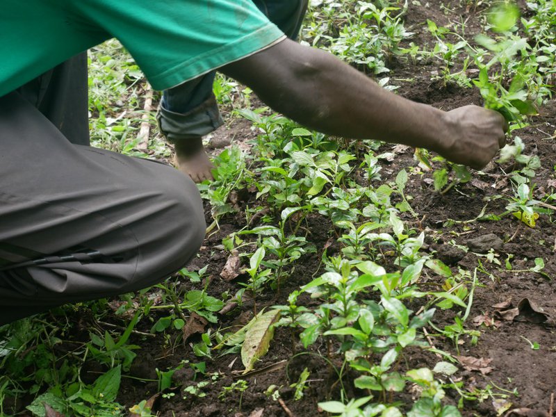 Weeding around coffee shoots