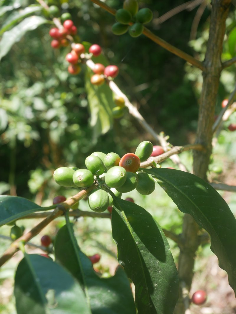 El criollo (typica), the first coffee variety that was introduced in Mexico