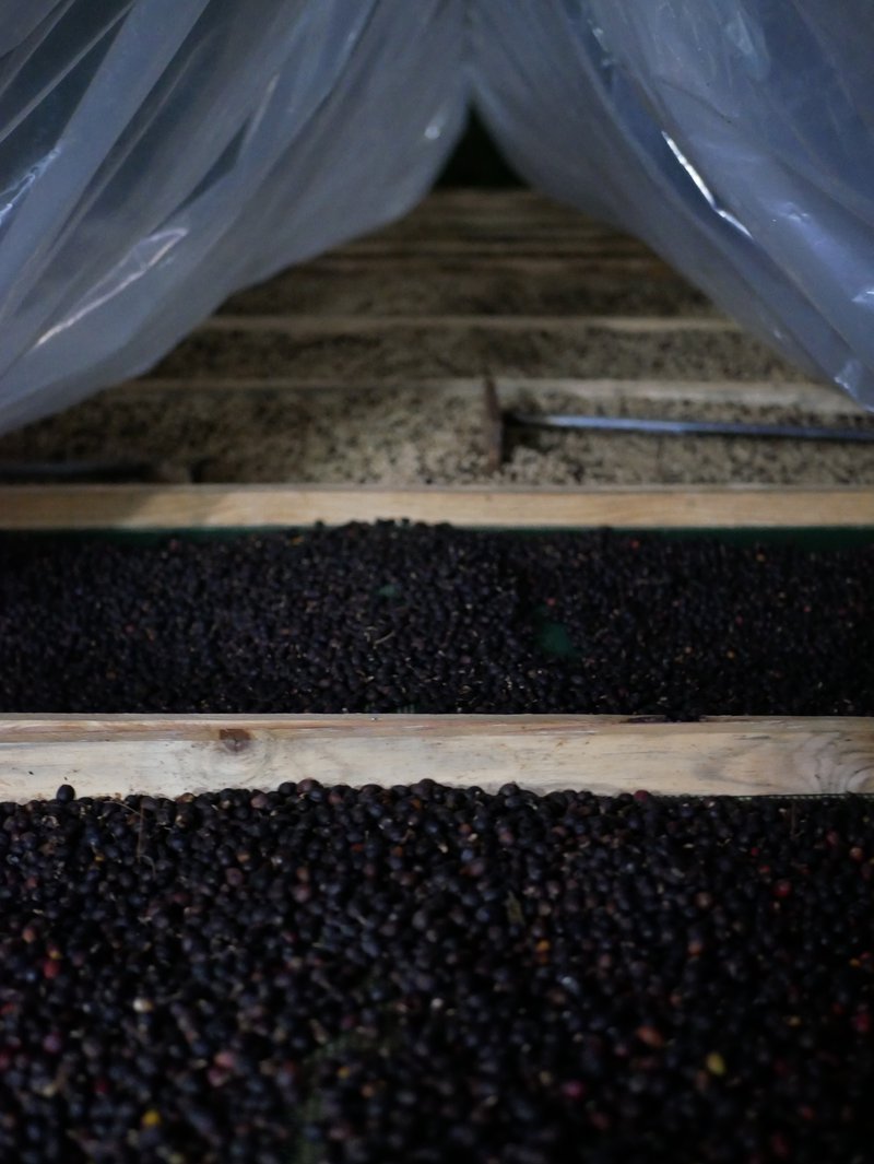 Coffee processing, sundried and honey