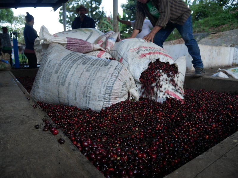 Coffee cherries delivery on the wet mill, Finca La Bella