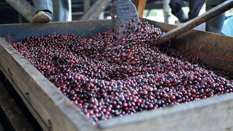 First classification of ripe coffee cherries, Finca La Bella