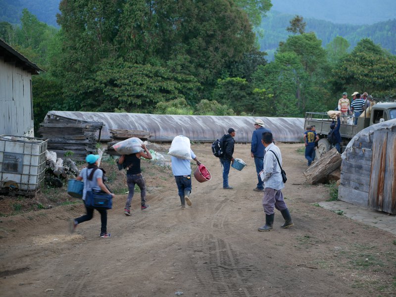 End of the working day, Finca La Bella, Coban, Guatemala