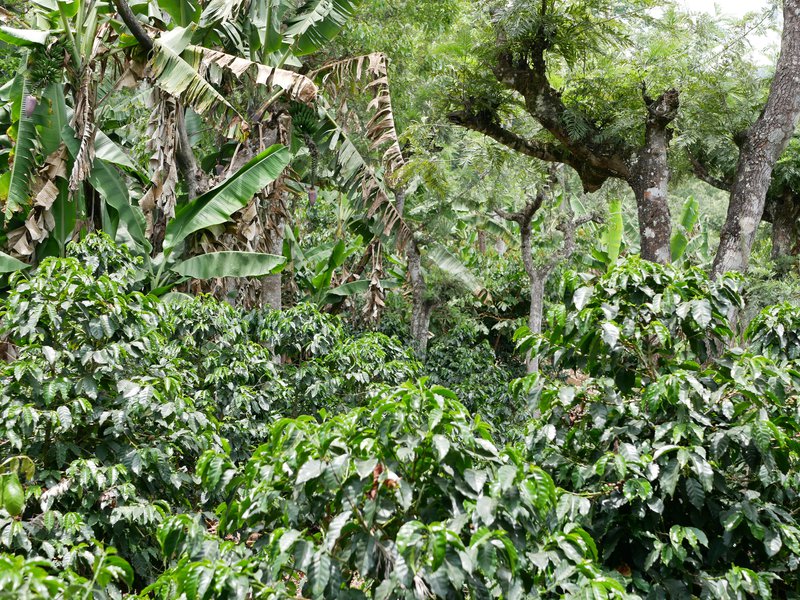 Coffee under shadow trees, Finca La Bella, Coban, Guatemala