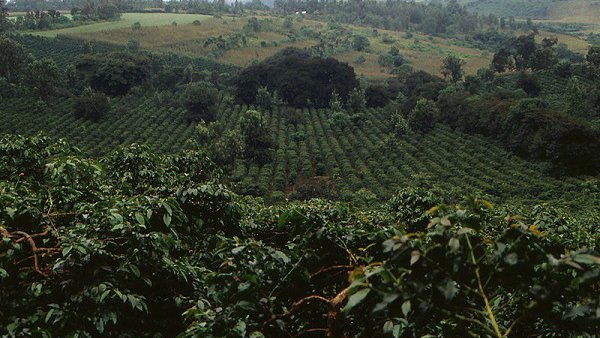 Tanzania Coffee Farms