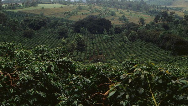 Tanzanian coffee beans on the rise