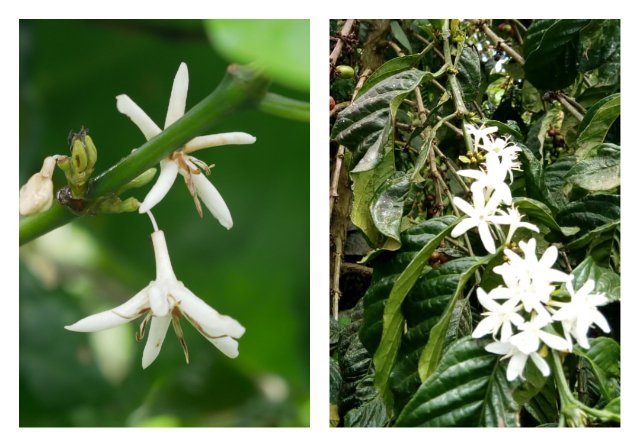 Arabica & Robusta Flowers