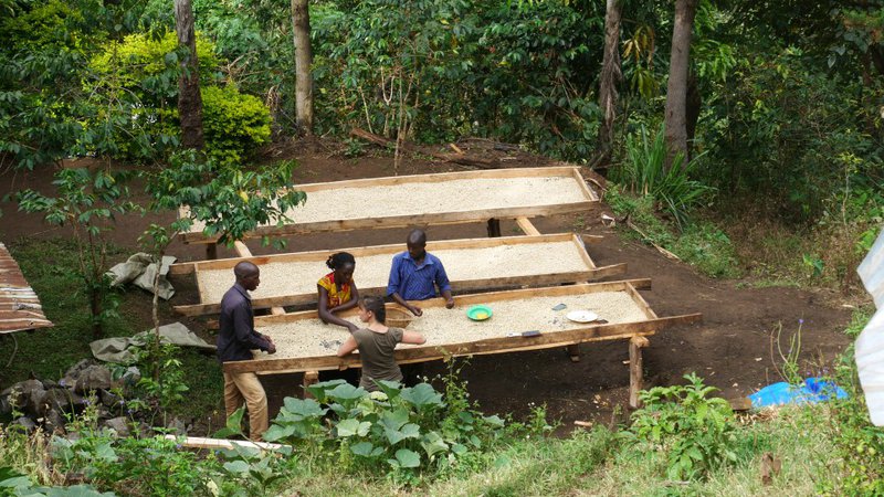 drying coffee tables joel kaburu sipi